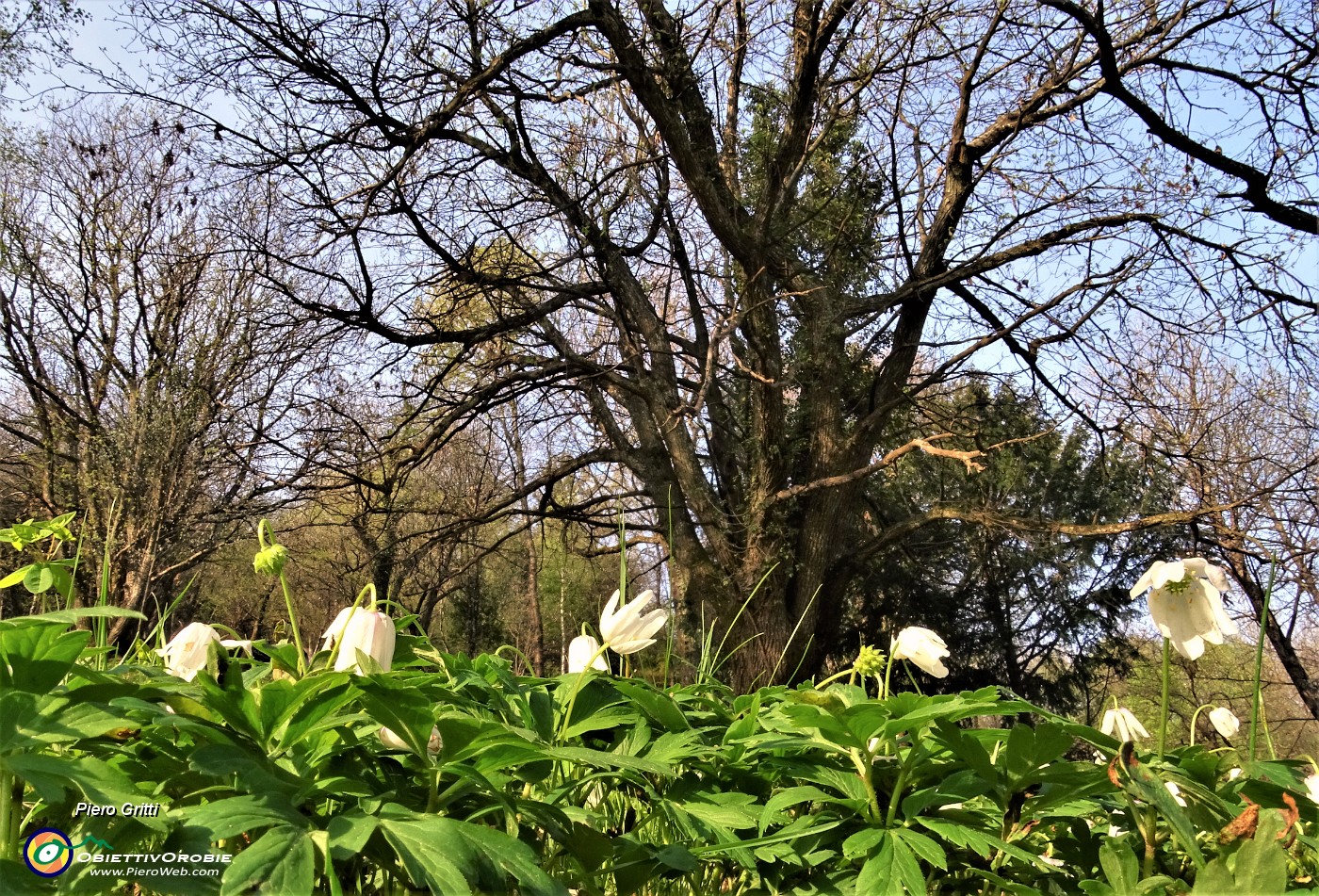 20 Anemone nemorosa (Anemonoides nemorosa) nel sottobosco del castagneto.JPG